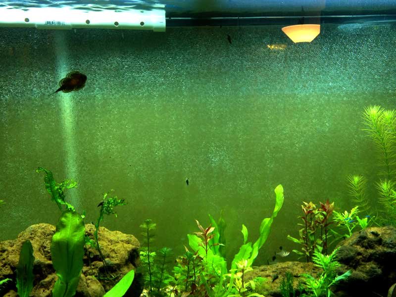 how to control algae in fish tank