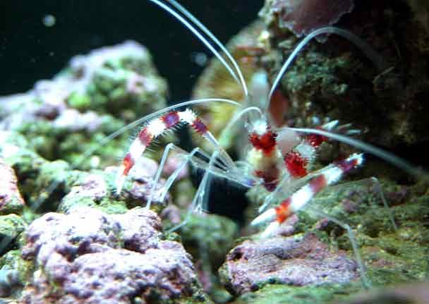 Banded-Coral-Shrimp