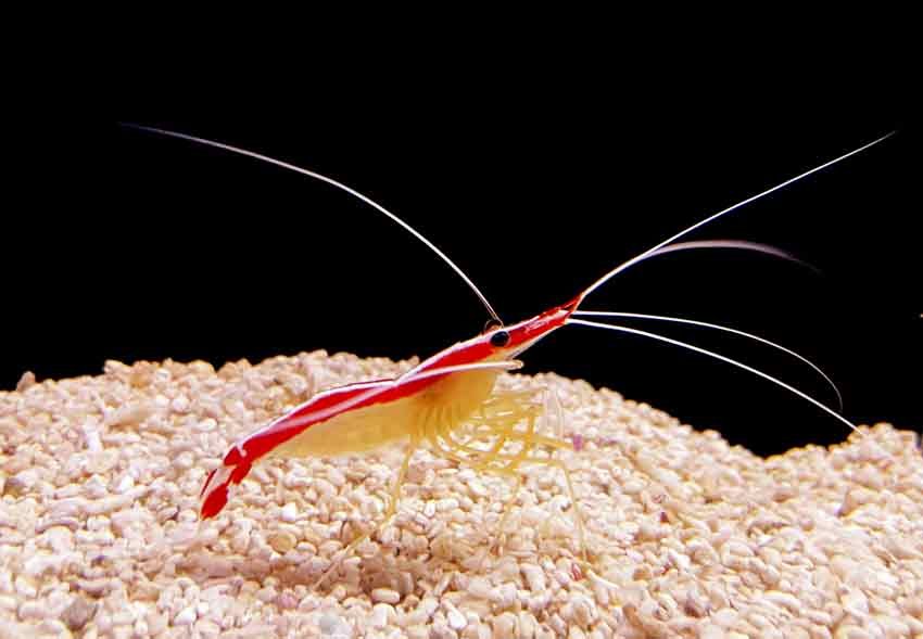 Blood-Red-Fire-Shrimp