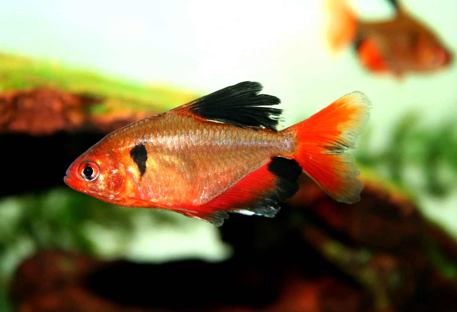 Blood-characin