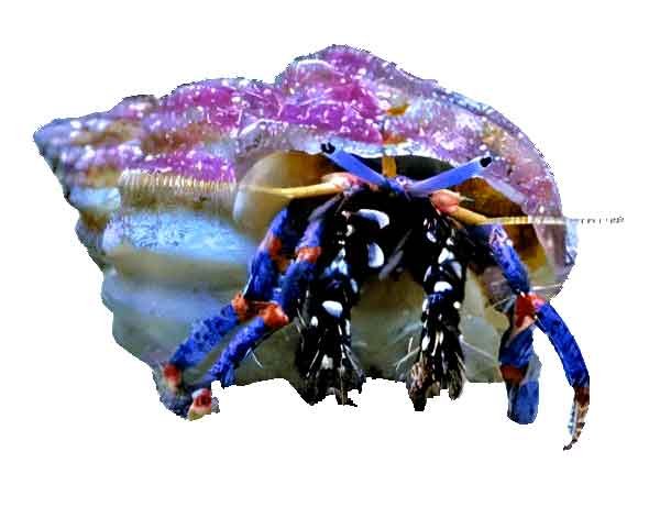 Blue-Knuckle-Hermit-Crab