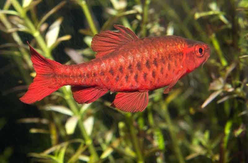 Cherry-barb