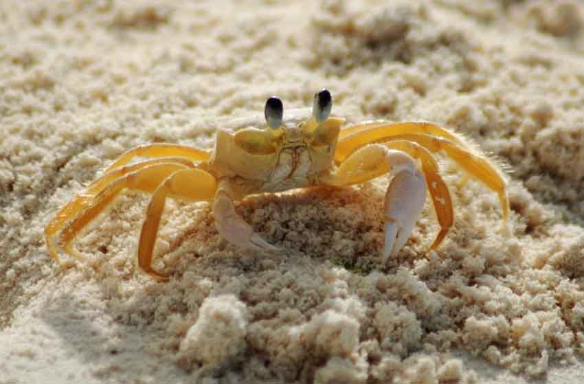 Dwarf-Yellow-Tip-Hermit-Crab