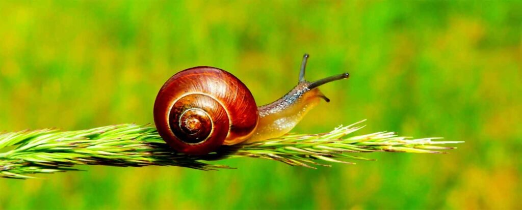 Freshwater snails for aquarium