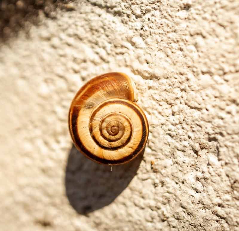 Giant Colombian Ramshorn snails