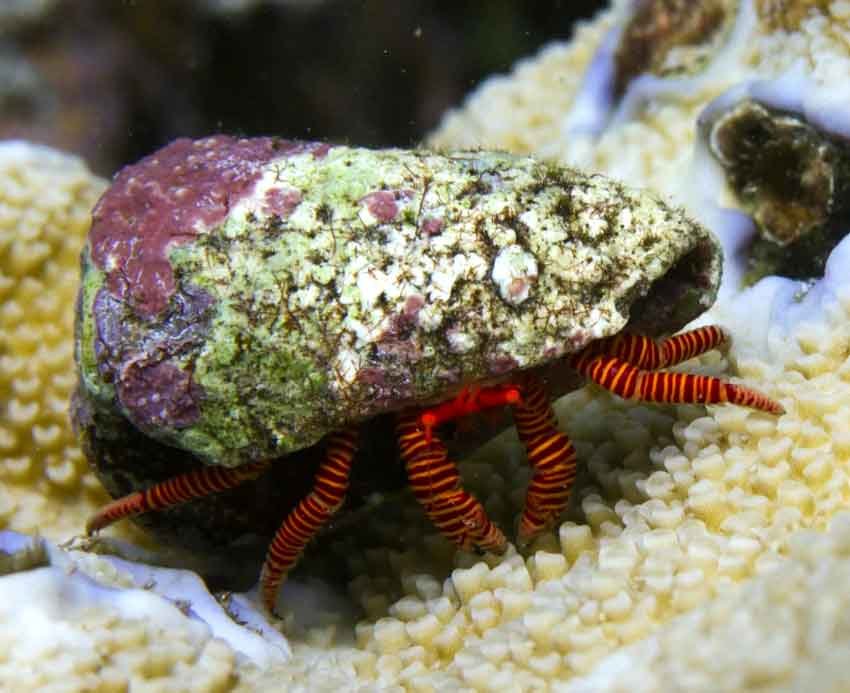 Halloween-Hermit-Crab