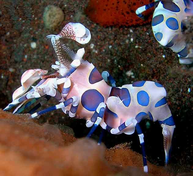 Harlequin-Shrimp