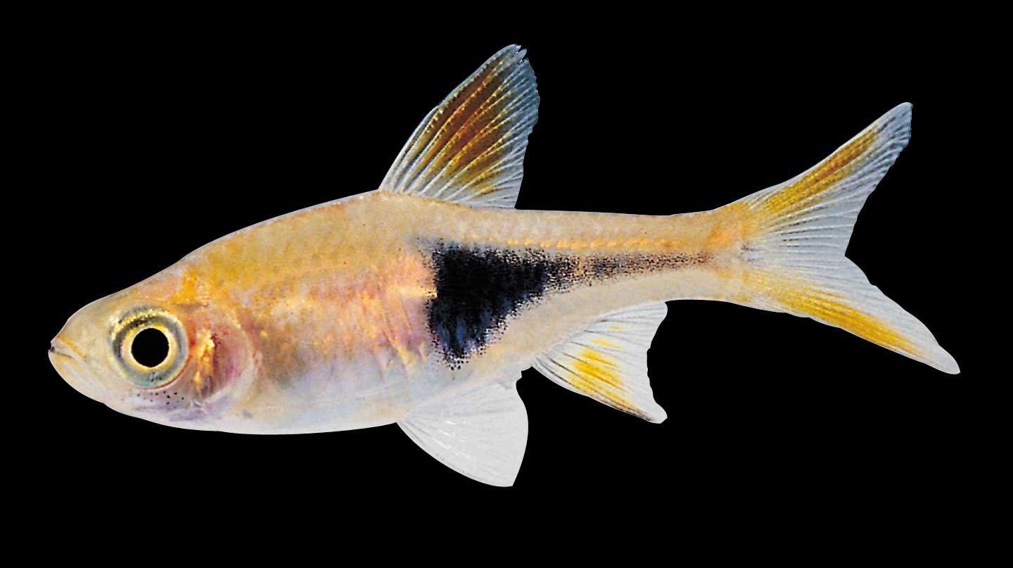 Harlequin-rasbora