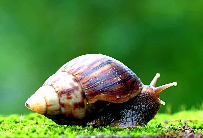 Japanese-Trapdoor-Snails