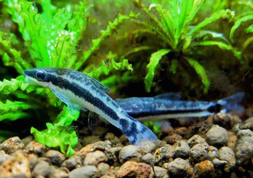 Chinese Algae Eater