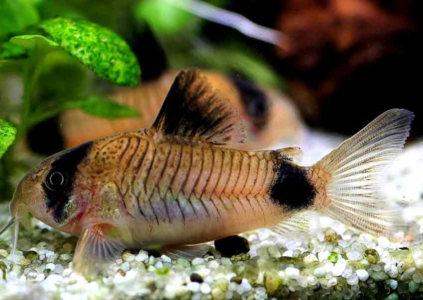 Panda-corydoras