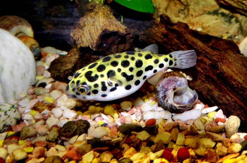 Pea-puffer