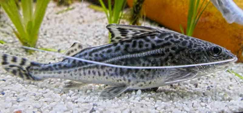 Pictus-Catfish