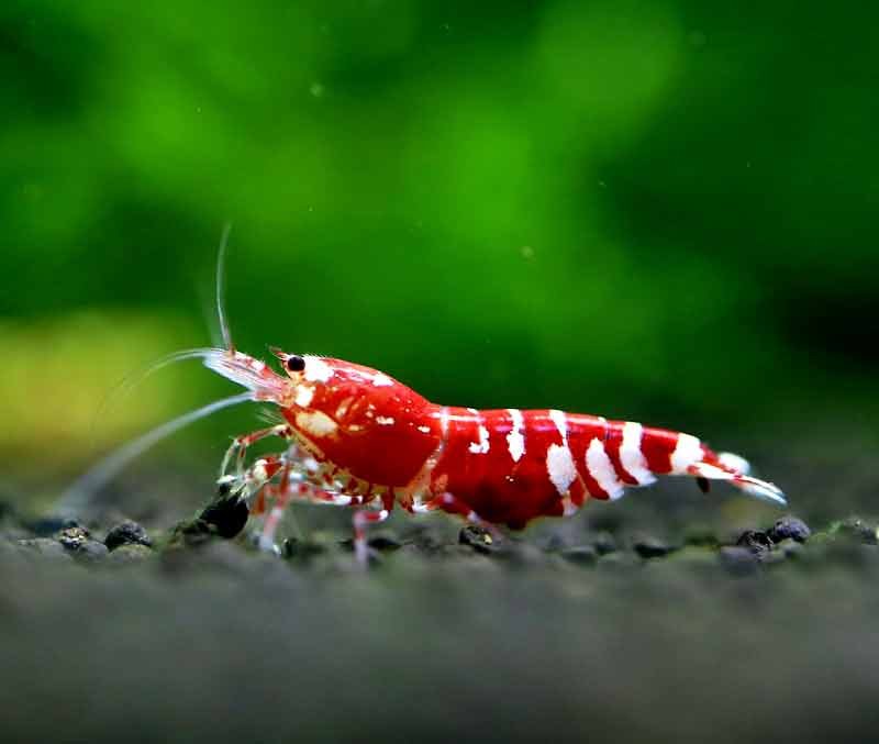 Pinto-Shrimp