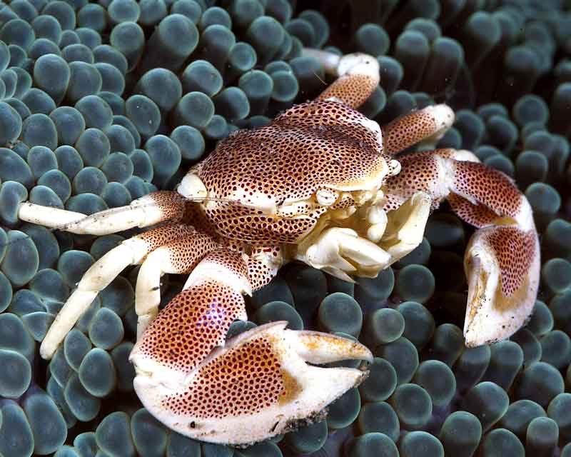 Porcelain-Crab