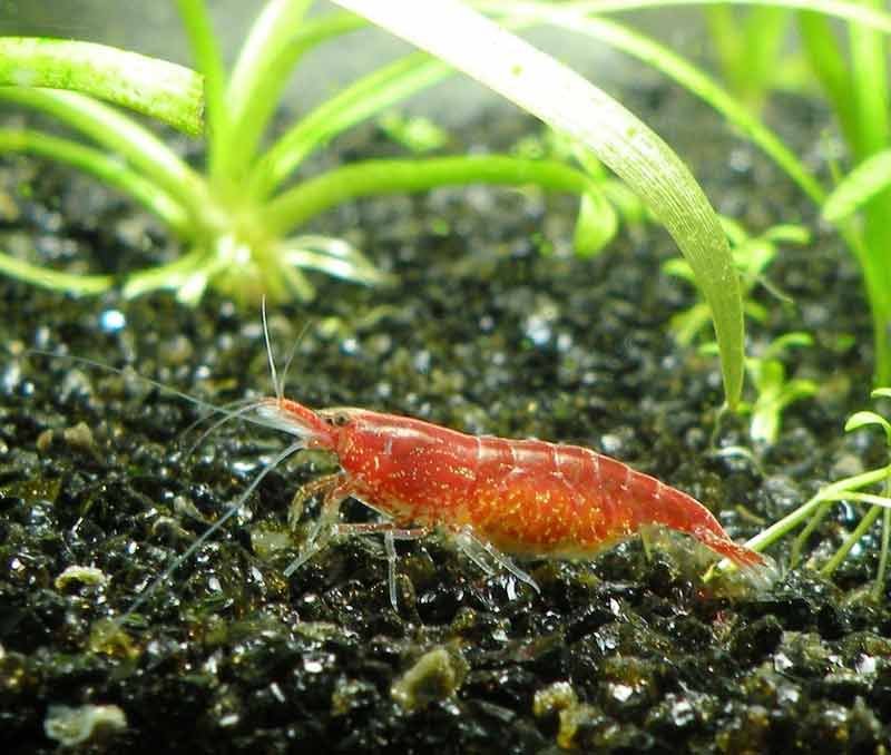 Red-Cherry-Shrimp