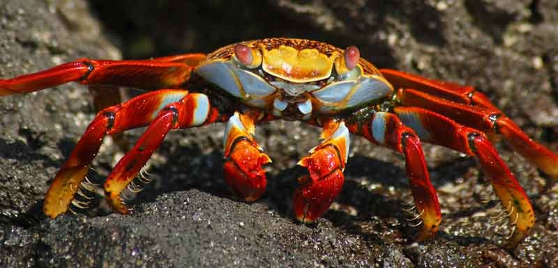 Sally-Lightfoot-Crab