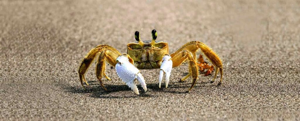 Saltwater crabs for aquarium