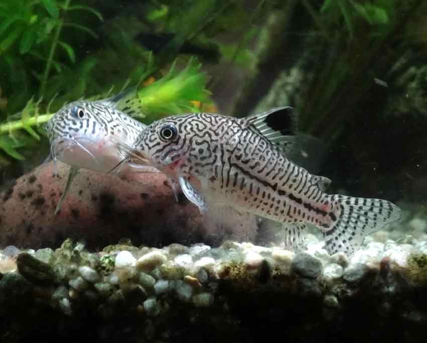 Corydoras Catfish