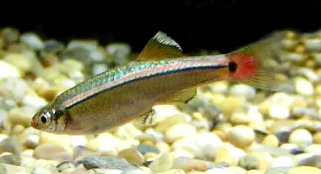 White-Cloud-Mountain-Minnow