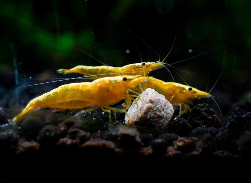 Yellow-Shrimp