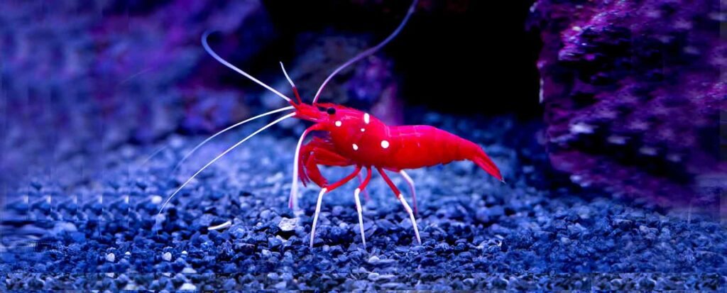 Best saltwater aquarium shrimp