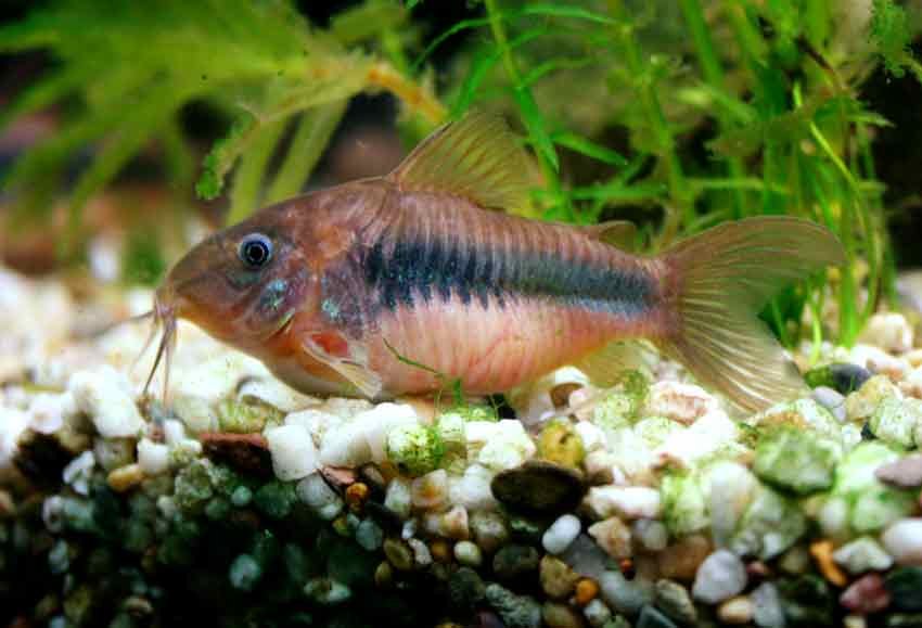 bronze-corydoras