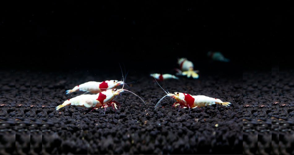 Freshwater aquarium shrimp