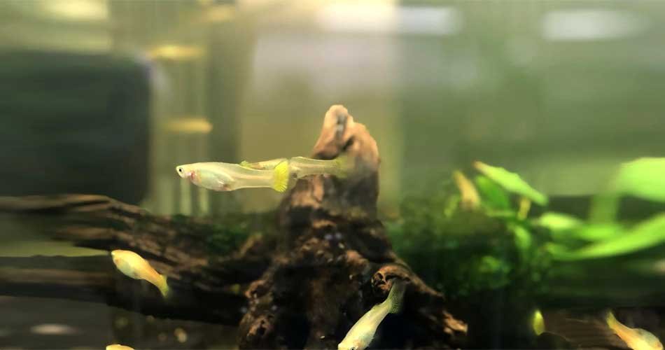 how to control algae in fish tank