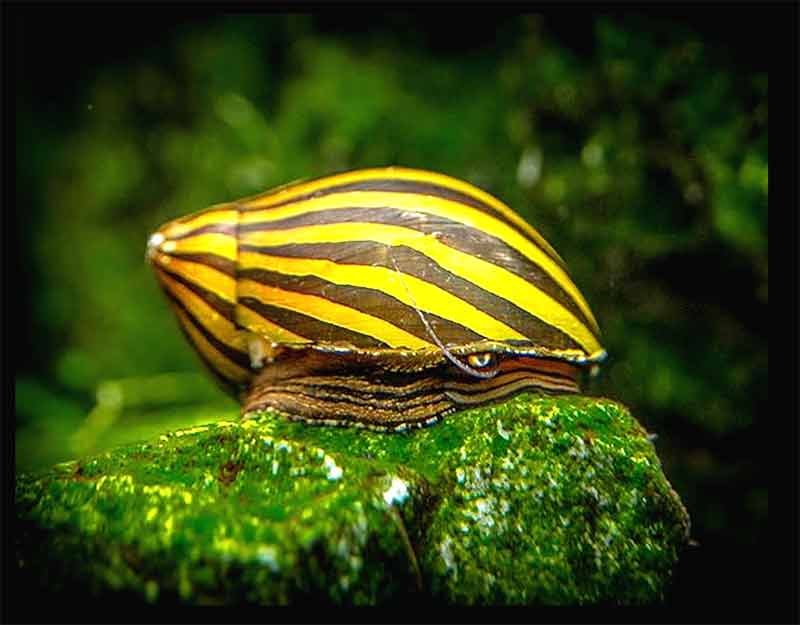 zebra-nerite-snail