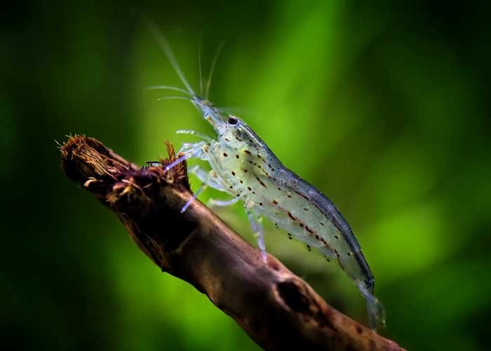 Amano Shrimp