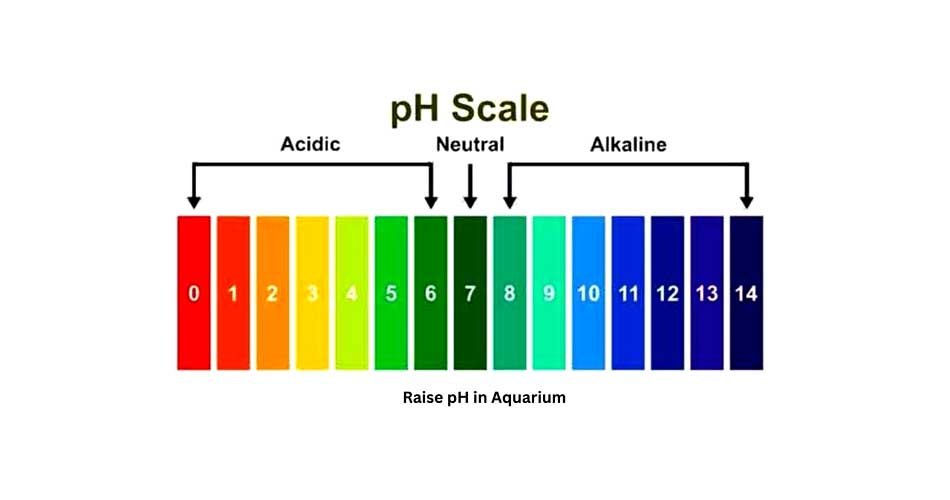 How to Raise pH in Aquarium