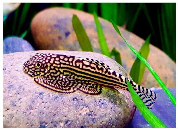 Reticulated Hillstream Loach