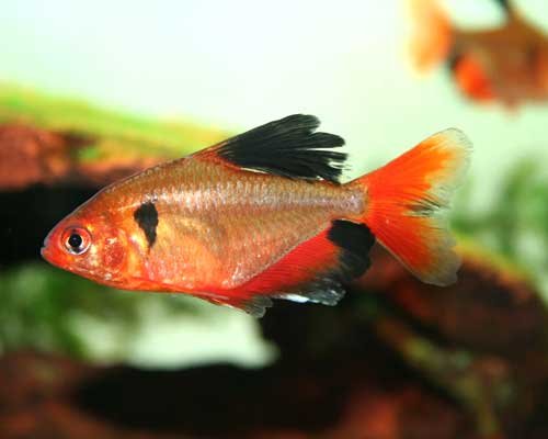 Rosy Tetras