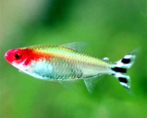 Rummy Nose Tetras