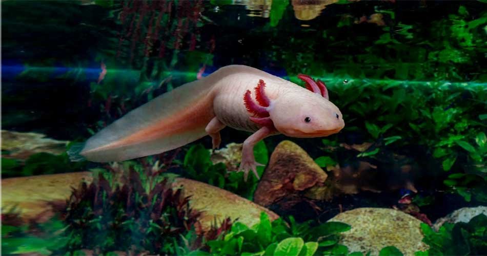 how to take care of an axolotl