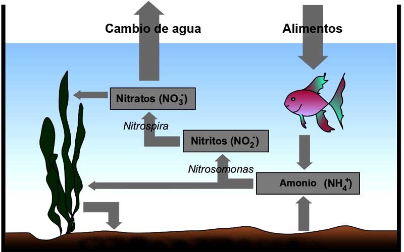 Aquarium Cycling