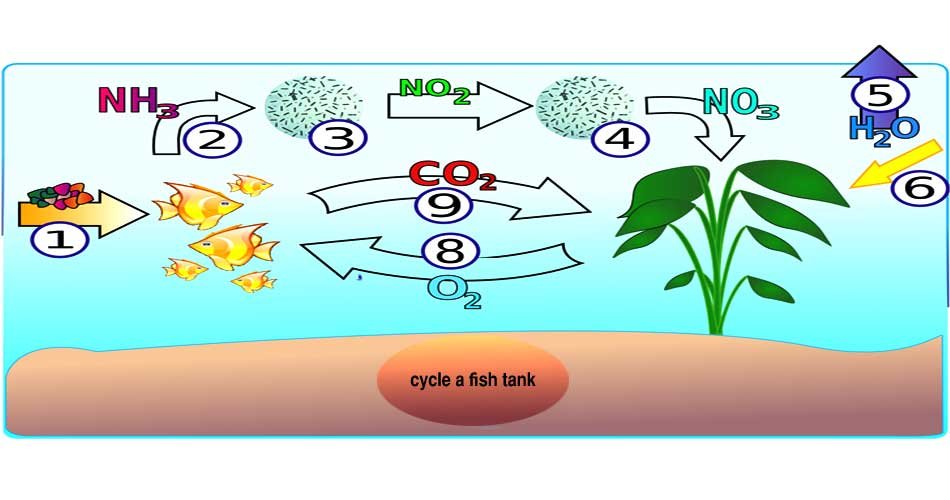 how to cycle a fish tank