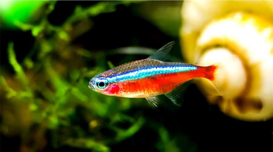 neon tetra fish care