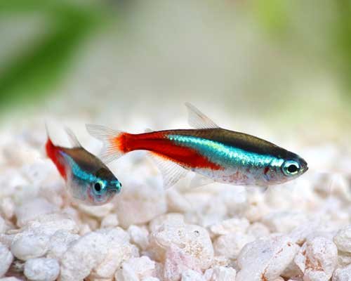 neon-tetra-fish