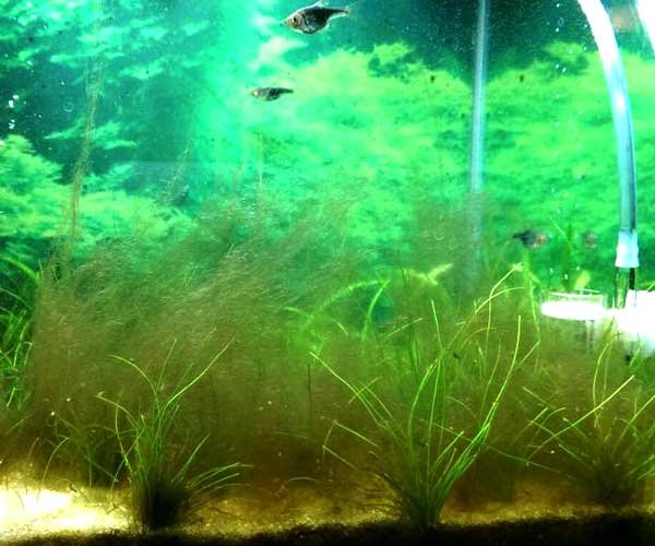 Brown Algae