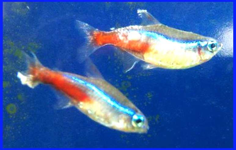 Fin Rot Disease