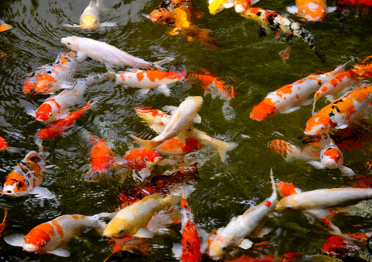 Koi