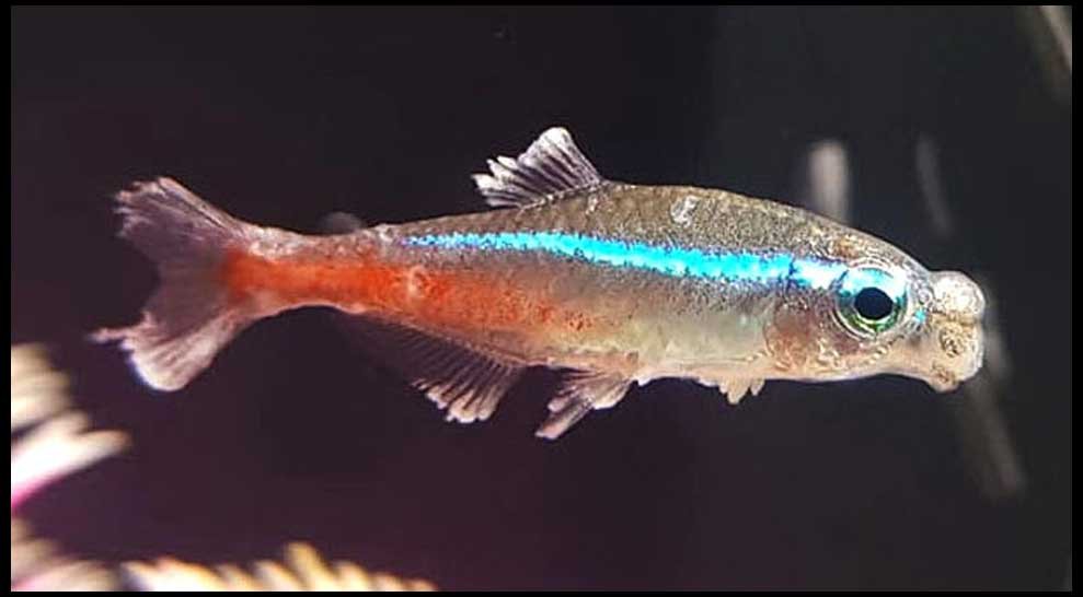 Neon fish -Ice-disease Neon fish -Ice-disease