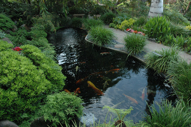 Plants