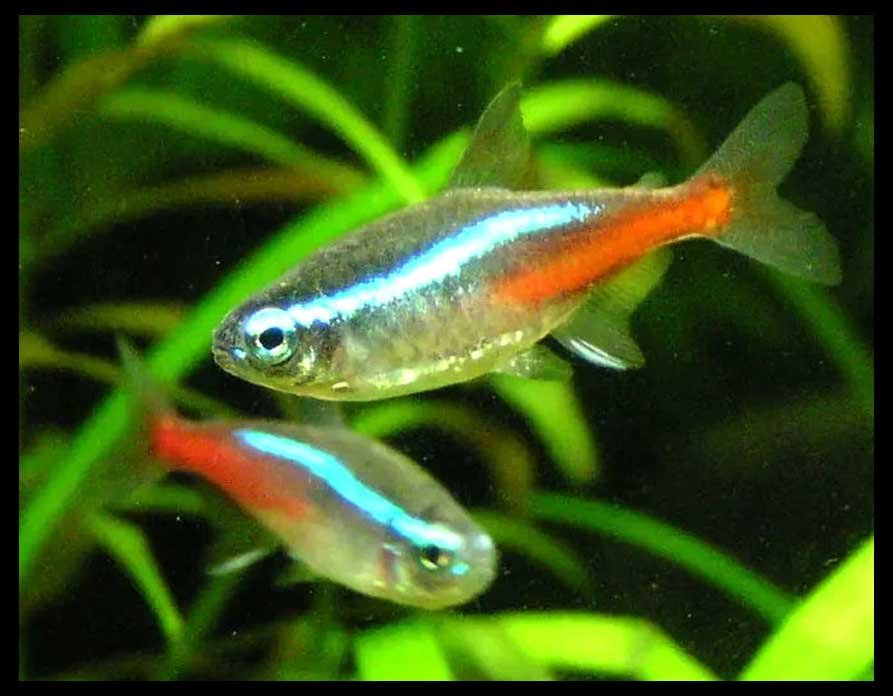 Swim-Bladder-Disease Swim-Bladder-Disease