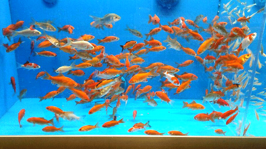 Tank Overcrowding