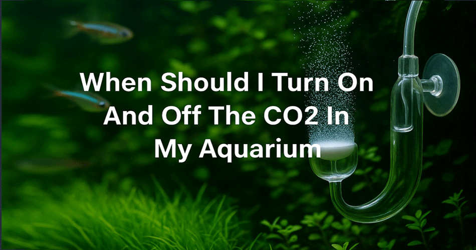 When Should I Turn On And Off The Co2 In My Aquarium