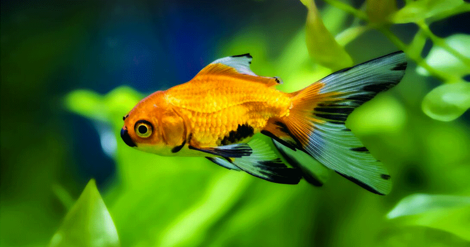Why is My Goldfish Turning Black