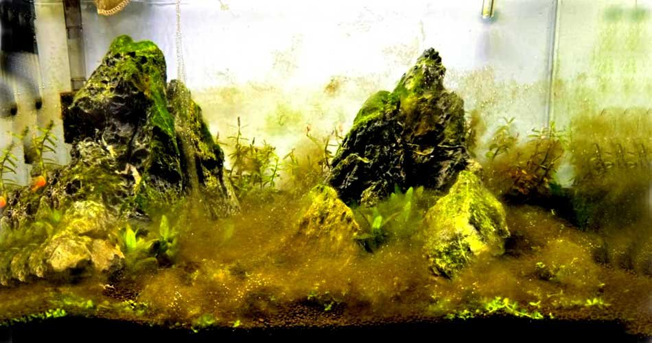 Brown Algae